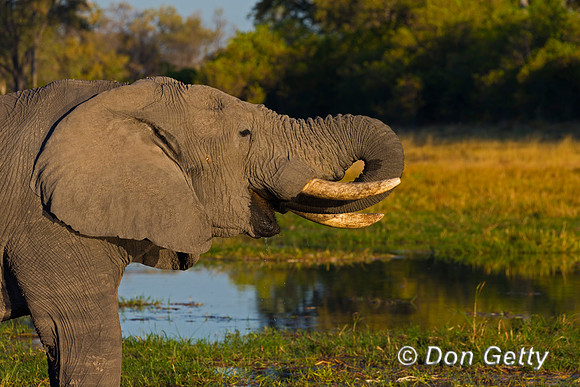 Elephant