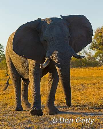 Elephant