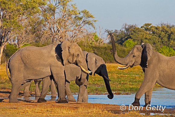 Elephant
