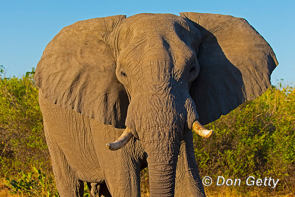 Elephant