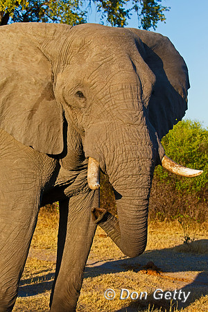 Elephant