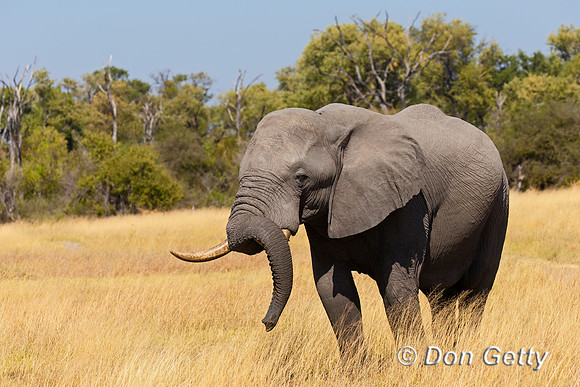 Elephant