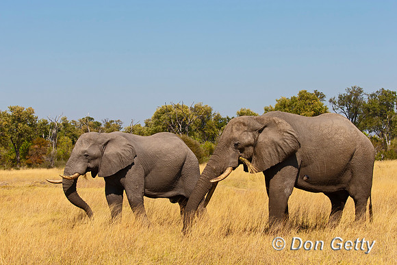 Elephant