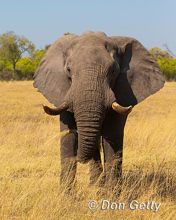 Elephant