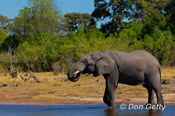 Elephant
