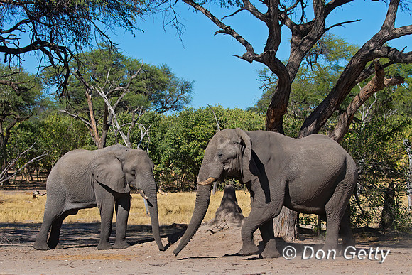 Elephant