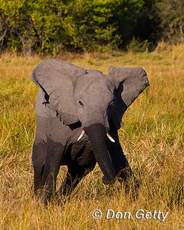 Elephant