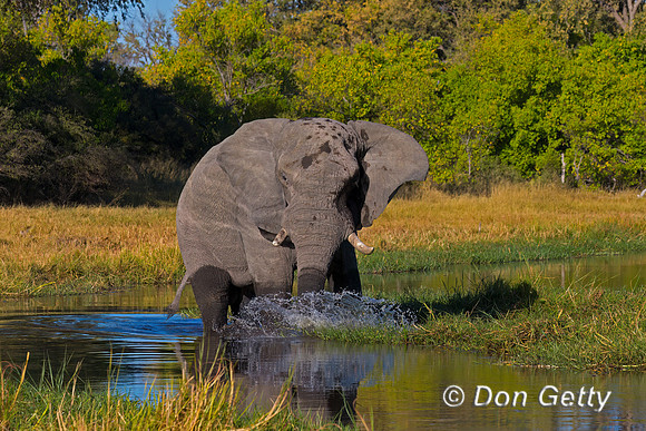 Elephant