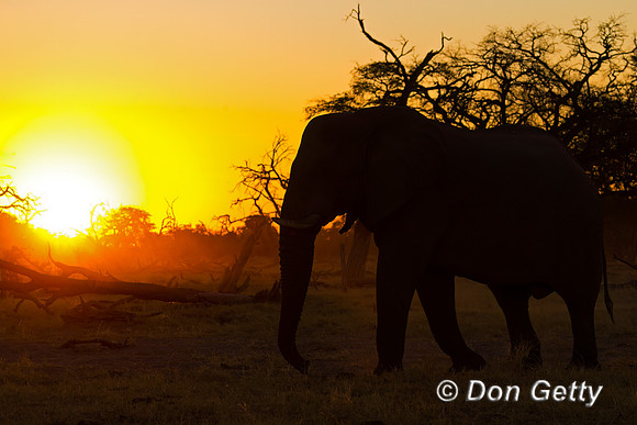 Elephant