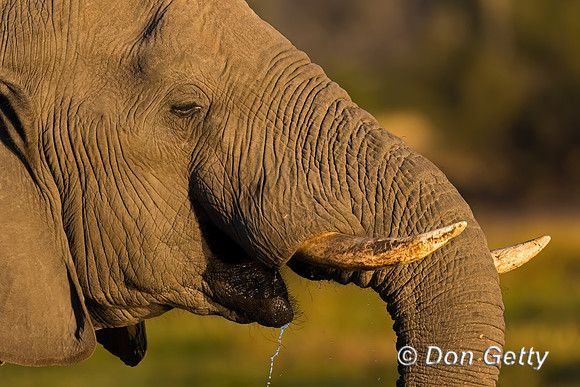 Elephant