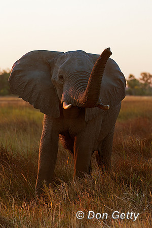 Elephant