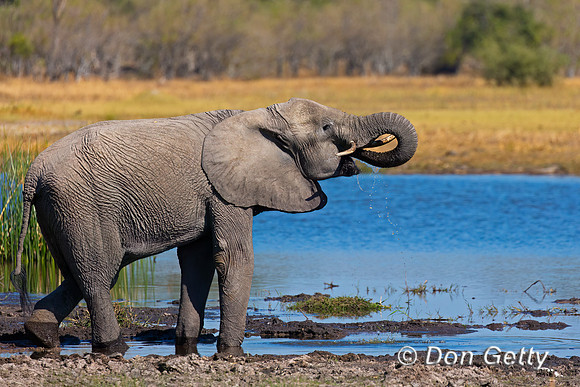 Elephant