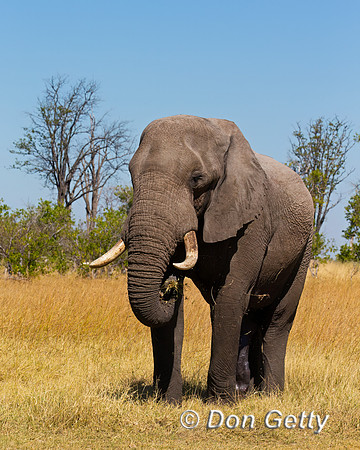 Elephant