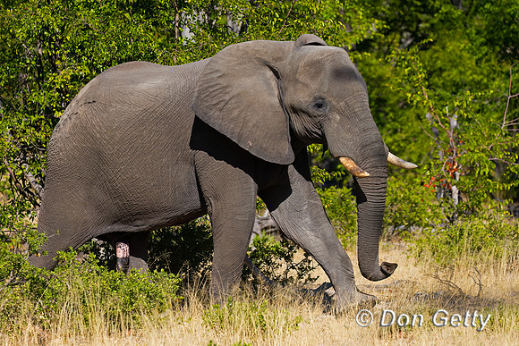 Elephant