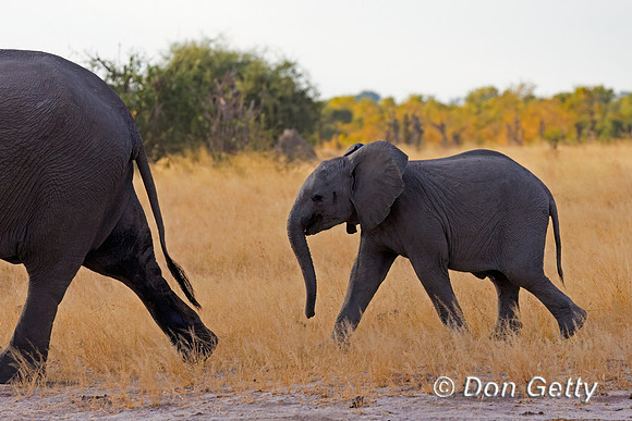 Elephant