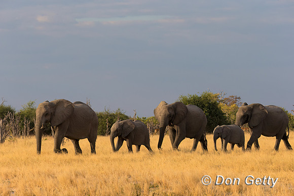 Elephant