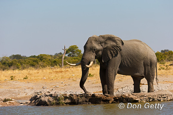 Elephant