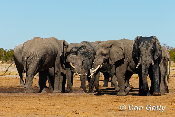 Elephant