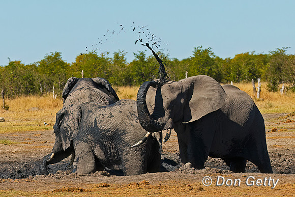 Elephant