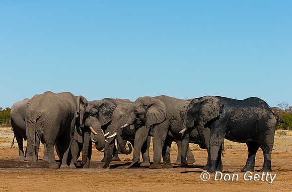 Elephant