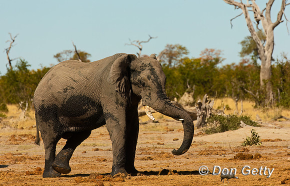 Elephant