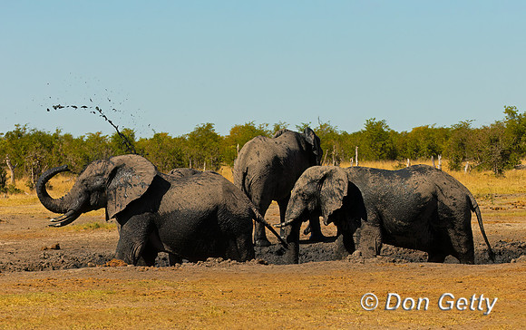 Elephant