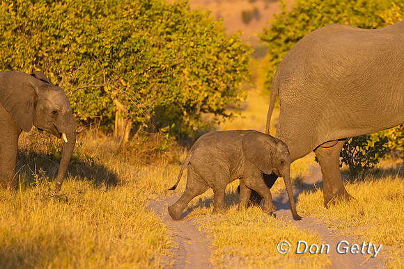Elephant
