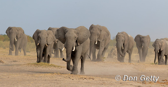 Elephant