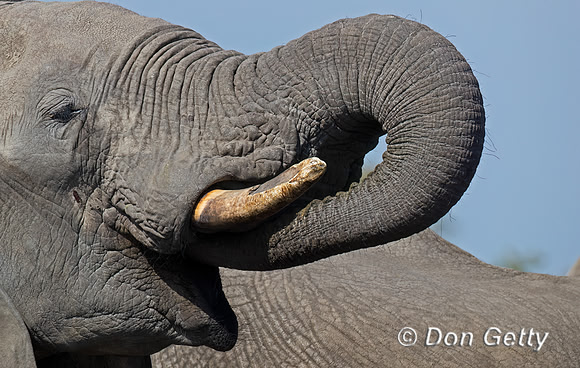 Elephant