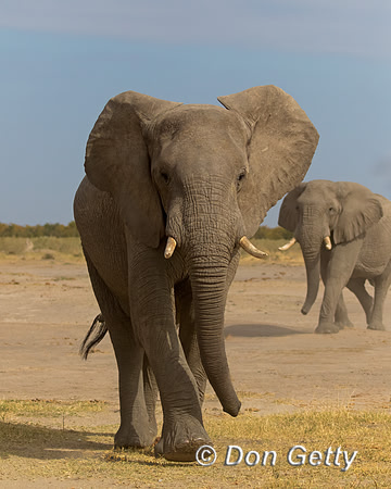 Elephant