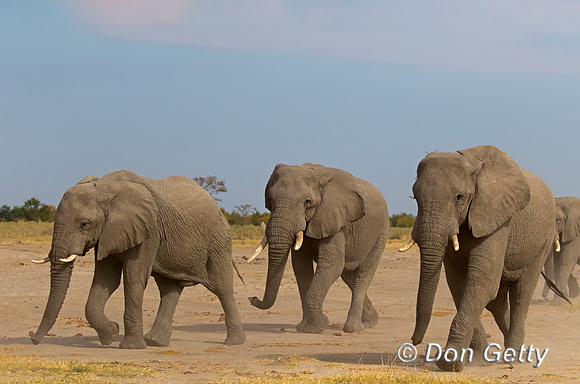 Elephant