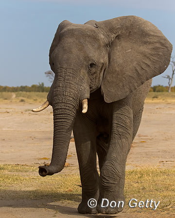 Elephant