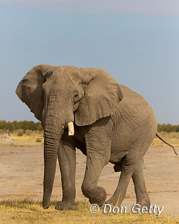 Elephant