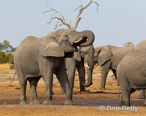 Elephant