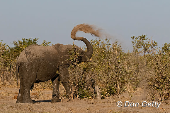 Elephant