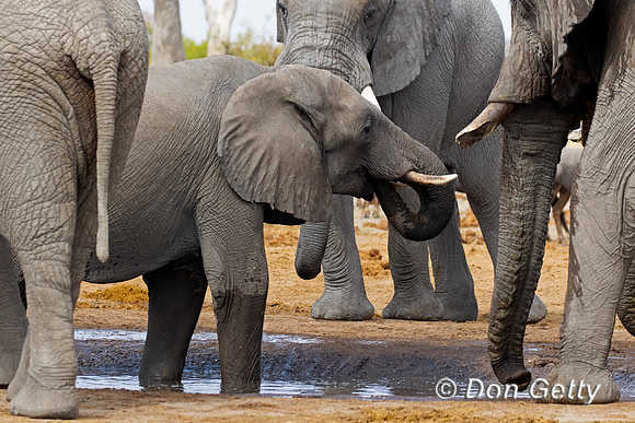 Elephant