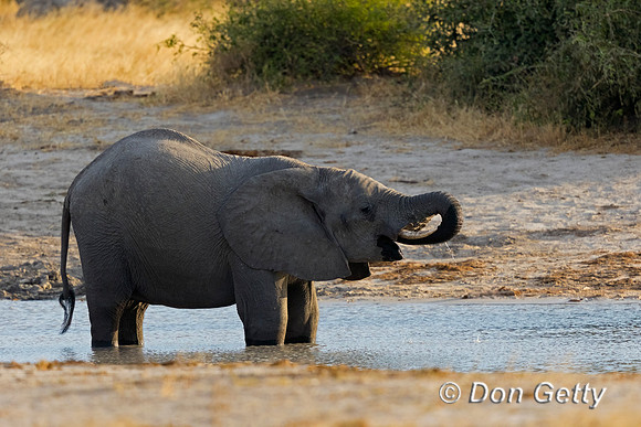 Elephant