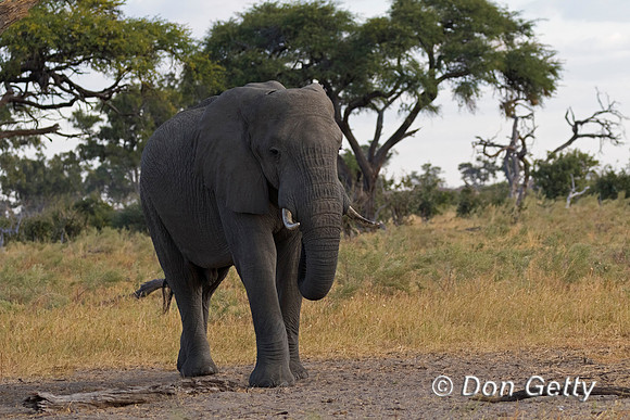 Elephant