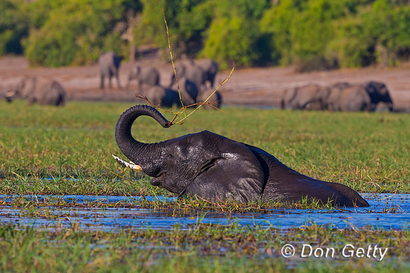 Elephant