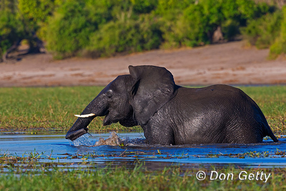 Elephant