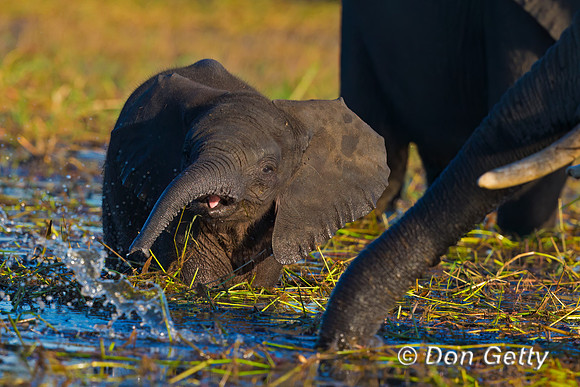 Elephant