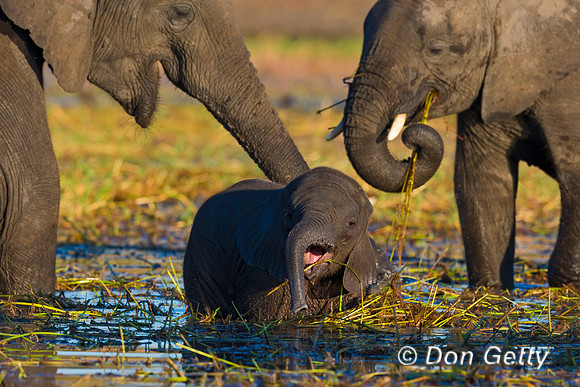 Elephant