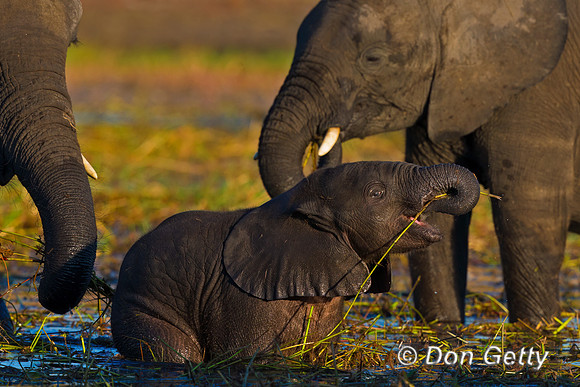 Elephant