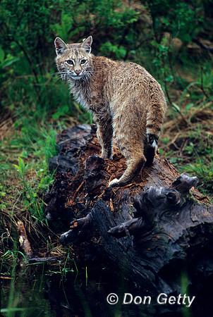 Bobcat_SCN002