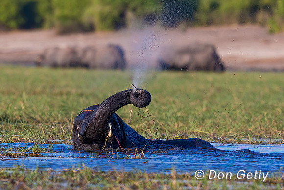 Elephant