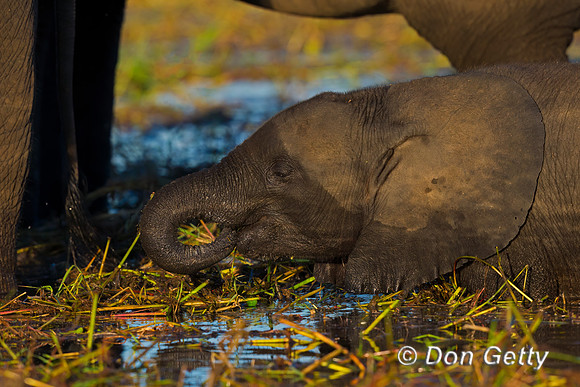 Elephant
