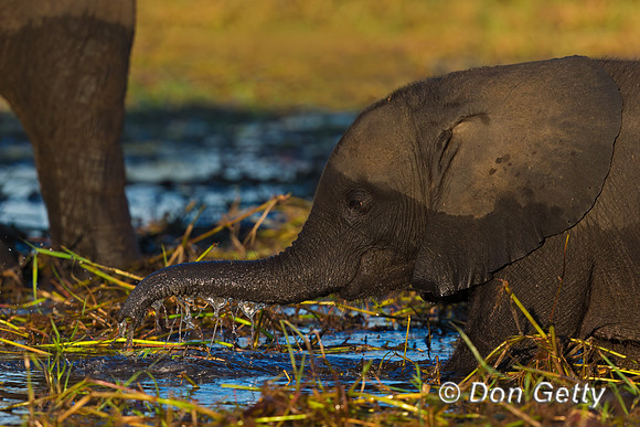 Elephant