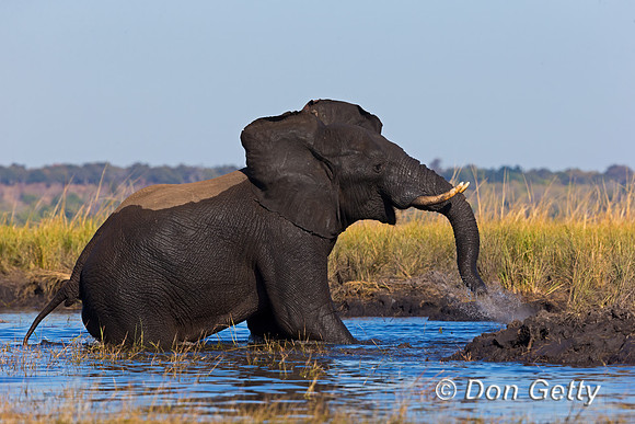 Elephant