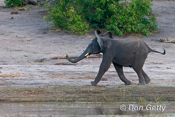 Elephant