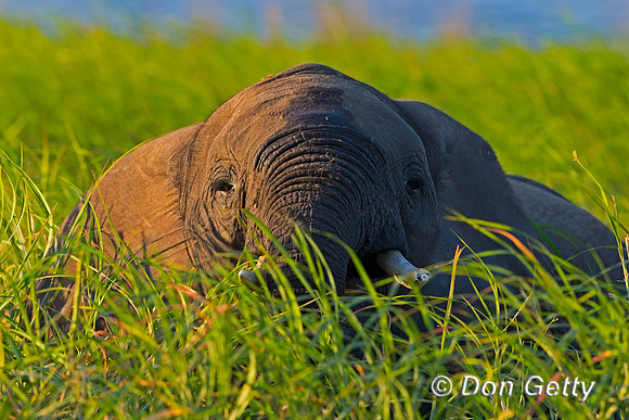 Elephant